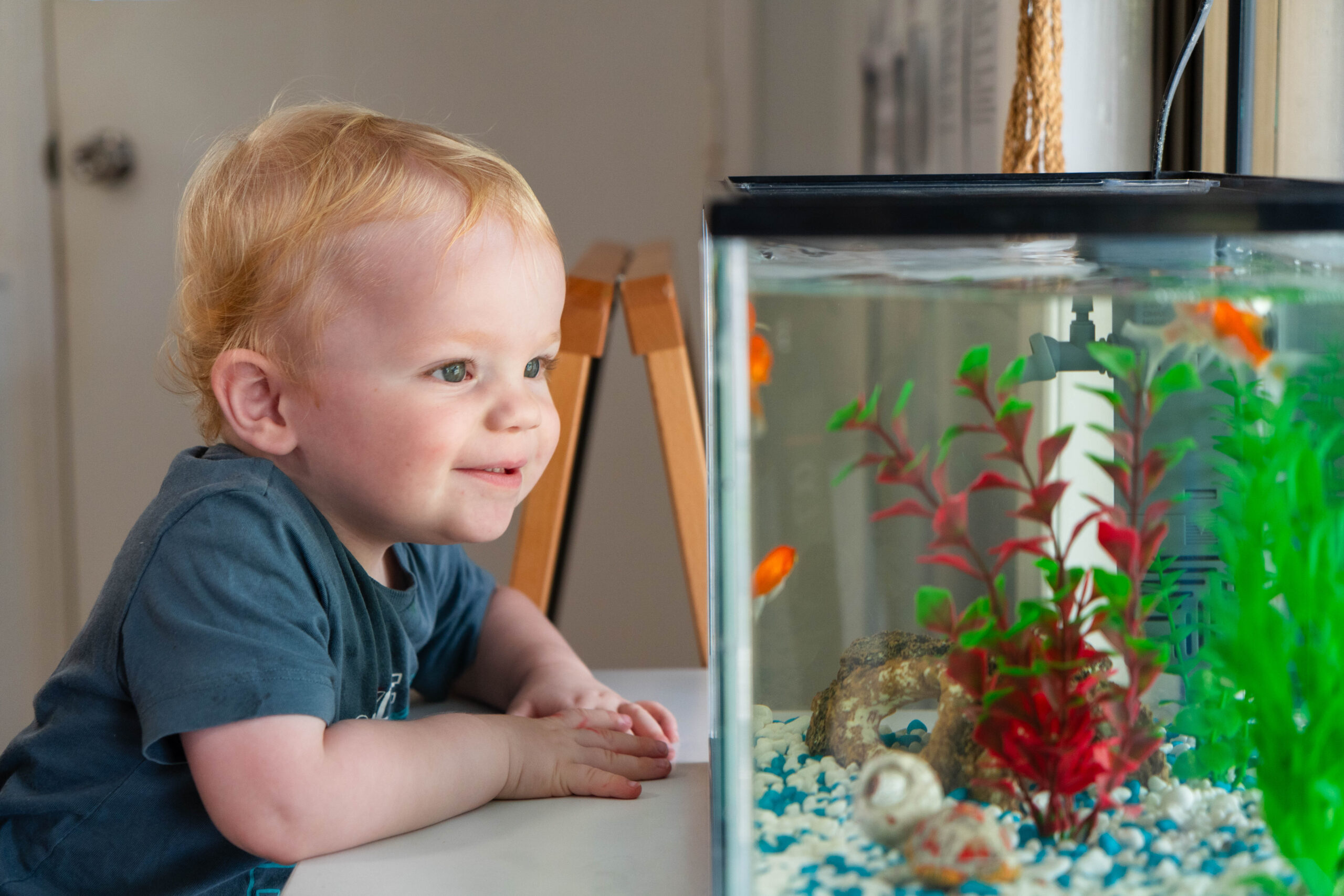 A baby looking at the fish tank at Fireflies Early Learning Cooroy